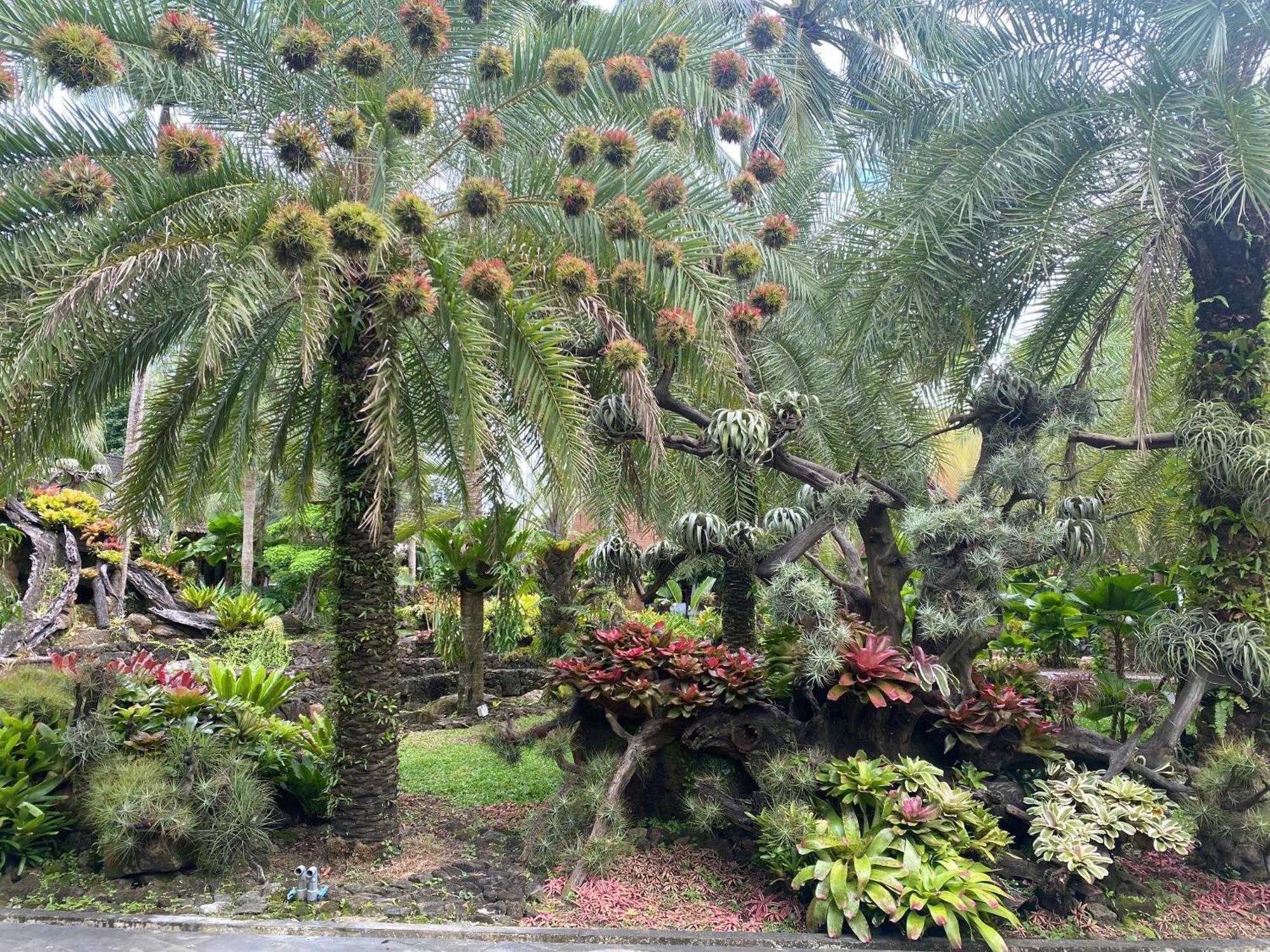 Coco Palm &